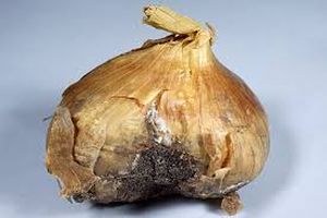 uploads/images/disease/White rot disease of onion_result.jpg